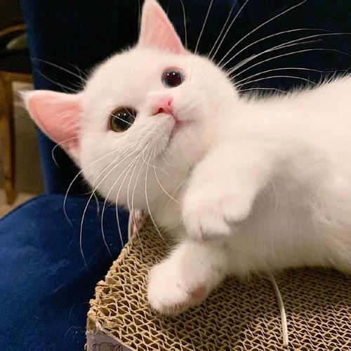 娱乐吃瓜酱牛奶猫,揭秘牛奶猫的神秘魅力 第3张 娱乐吃瓜酱牛奶猫,揭秘牛奶猫的神秘魅力 第3张